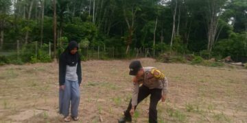 Polsek Kuantan Mudik Cek Tanaman Jagung di Pebaun Hulu, Dukung Swasembada Pangan