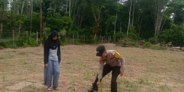 Polsek Kuantan Mudik Cek Tanaman Jagung di Pebaun Hulu, Dukung Swasembada Pangan
