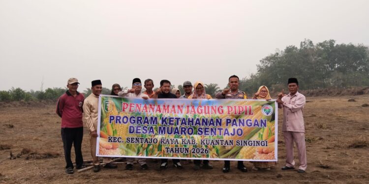 Polsek Kuantan Tengah Dukung Ketahanan Pangan melalui Penanaman Jagung di Muaro Sentajo
