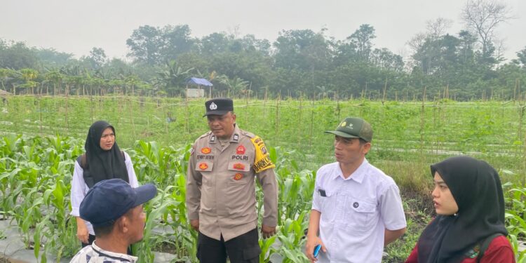 Dukung Ketahanan Pangan, Polsek Tualang Pantau Jagung Pipil usia 34 Hari dan Lakukan Penyemprotan Pupuk