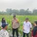 Dukung Ketahanan Pangan, Polsek Tualang Pantau Jagung Pipil usia 34 Hari dan Lakukan Penyemprotan Pupuk