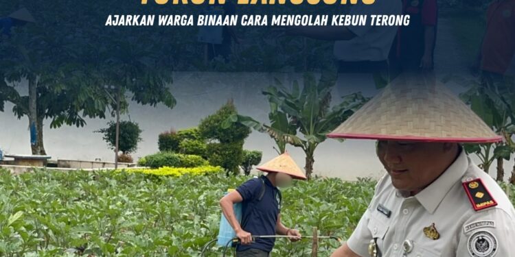 Kalapas Pasir Pangarayan Turun Langsung, Ajarkan Warga Binaan Cara Mengolah Kebun Terong