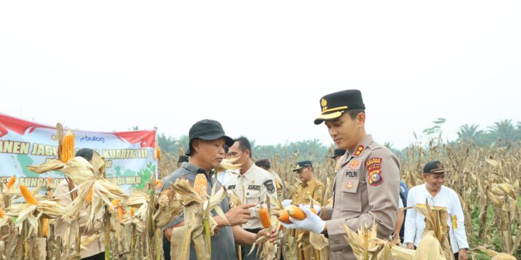 Kapolres Kuansing Hadiri Panen Raya Jagung Pipil Kuartal III di Desa Sungai Buluh, Dukung Program Asta Cita Presiden RI