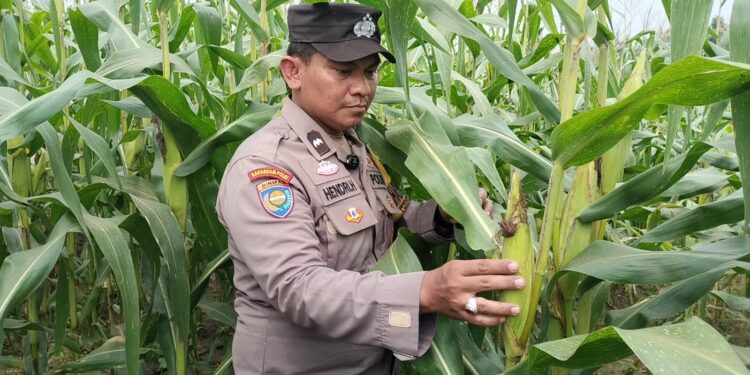 Polisi Bersama Masyarakat, Polsek Tualang Cek Perkembangan Jagung Pipil Usia 80 Hari, Persiapan Panen di Lahan Ponpes Abu Huroiroh