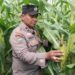 Polisi Bersama Masyarakat, Polsek Tualang Cek Perkembangan Jagung Pipil Usia 80 Hari, Persiapan Panen di Lahan Ponpes Abu Huroiroh