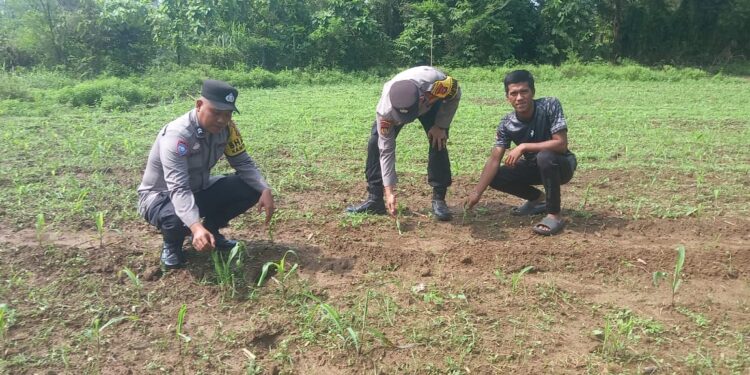 Dukung Swasembada Pangan 2026, Polsek Kuantan Mudik Cek Perkembangan Tanaman Jagung Pipil di Desa Petapahan