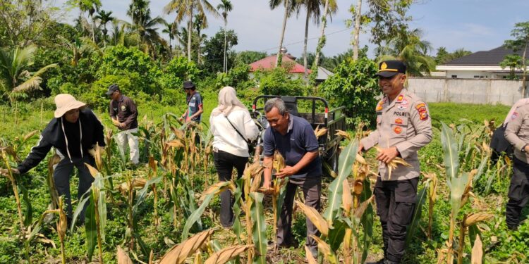 Dukung Swasembada Pangan 2026, Kapolsek Benai Bersama Kelompok Tani Panen Jagung Pipil di Desa Tebing Tinggi