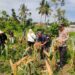 Dukung Swasembada Pangan 2026, Kapolsek Benai Bersama Kelompok Tani Panen Jagung Pipil di Desa Tebing Tinggi