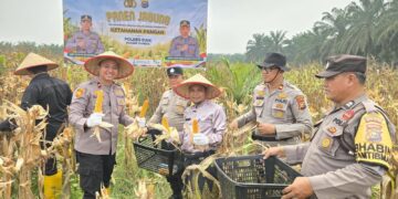 Polres Siak Perkuat Ketahanan Pangan, Polsek Kandis Bersama Petani Sukses Panen Jagung